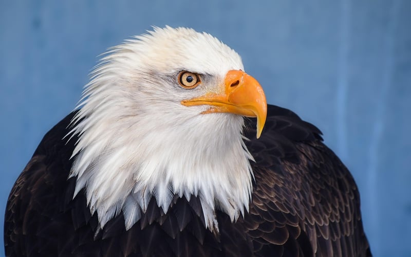 Mythical Eagle